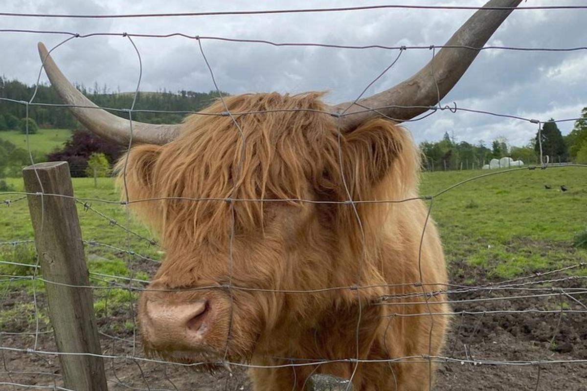 a cow with horns standing behind a fence