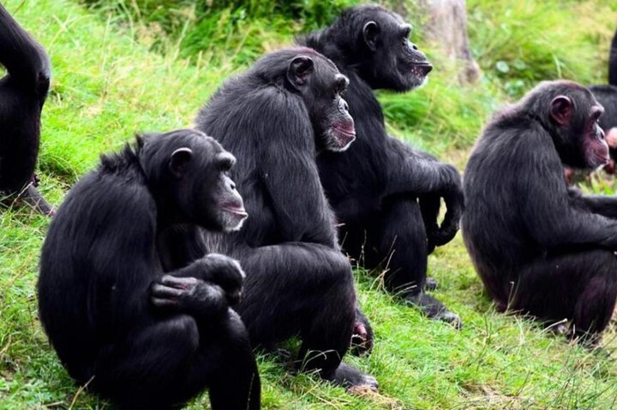 Un grupo de chimpancés sentados en la hierba