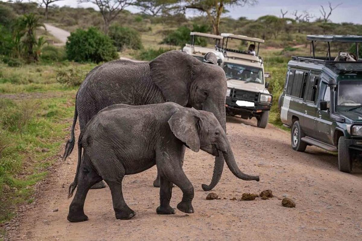 Dos elefantes caminando por un camino de tierra con un vehículo.