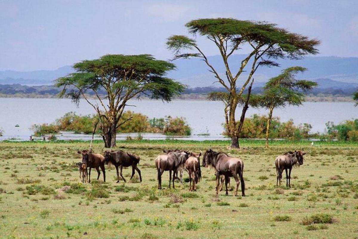 a herd of wild animals standing in a field
