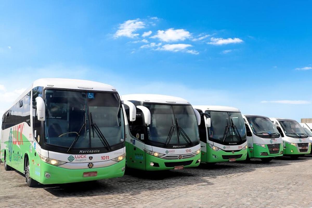 a row of green buses parked in a parking lot