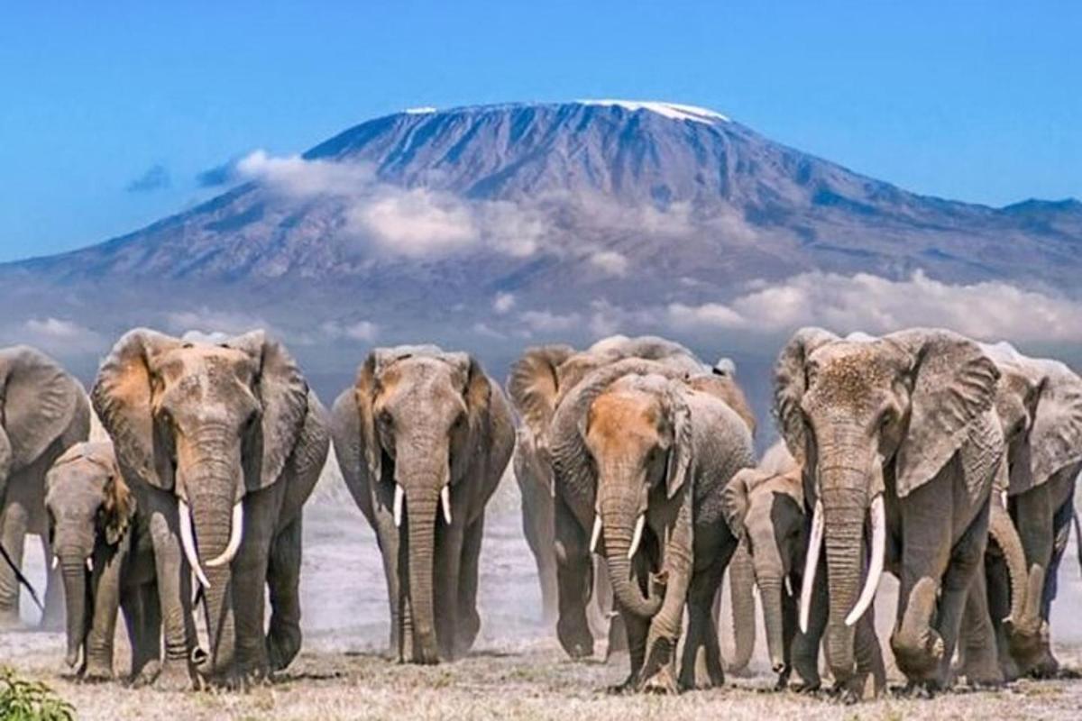 sekumpulan gajah berjalan di hadapan sebuah gunung