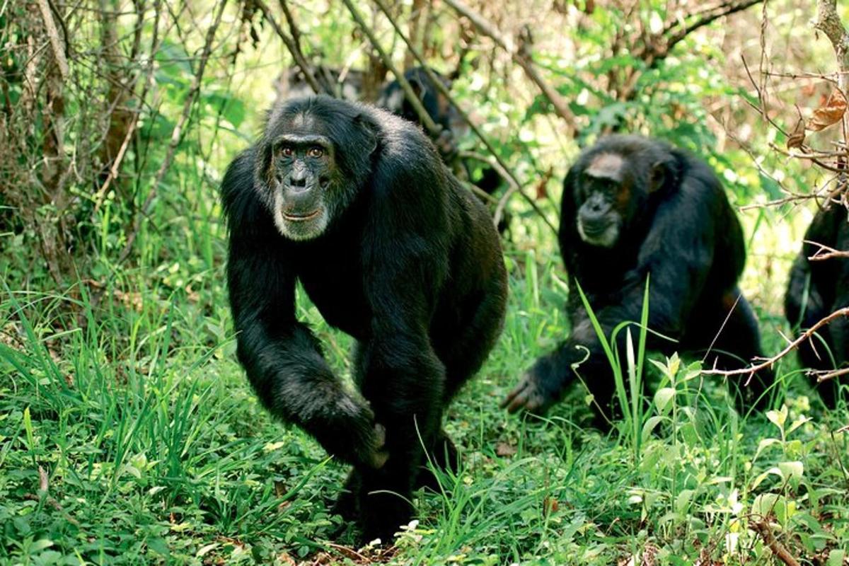 un gruppo di scimpanzé che corre nell'erba