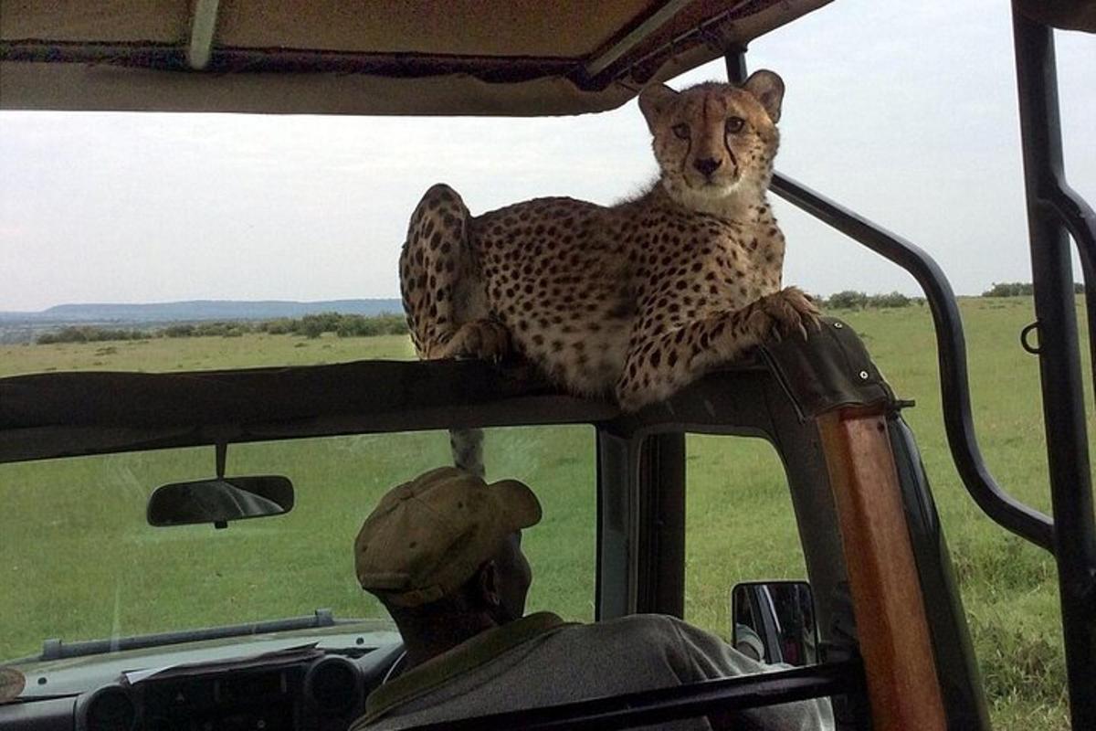seekor cheetah duduk di atas kenderaan