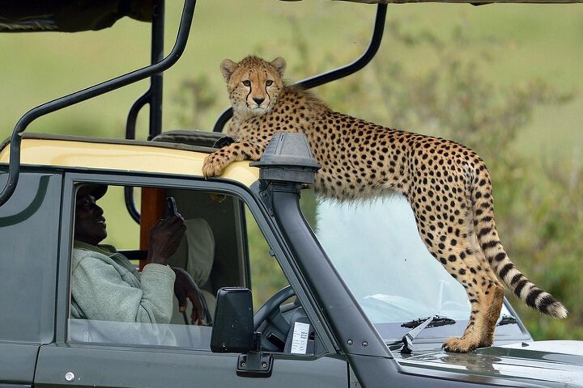 seekor cheetah berdiri di atas bumbung kereta