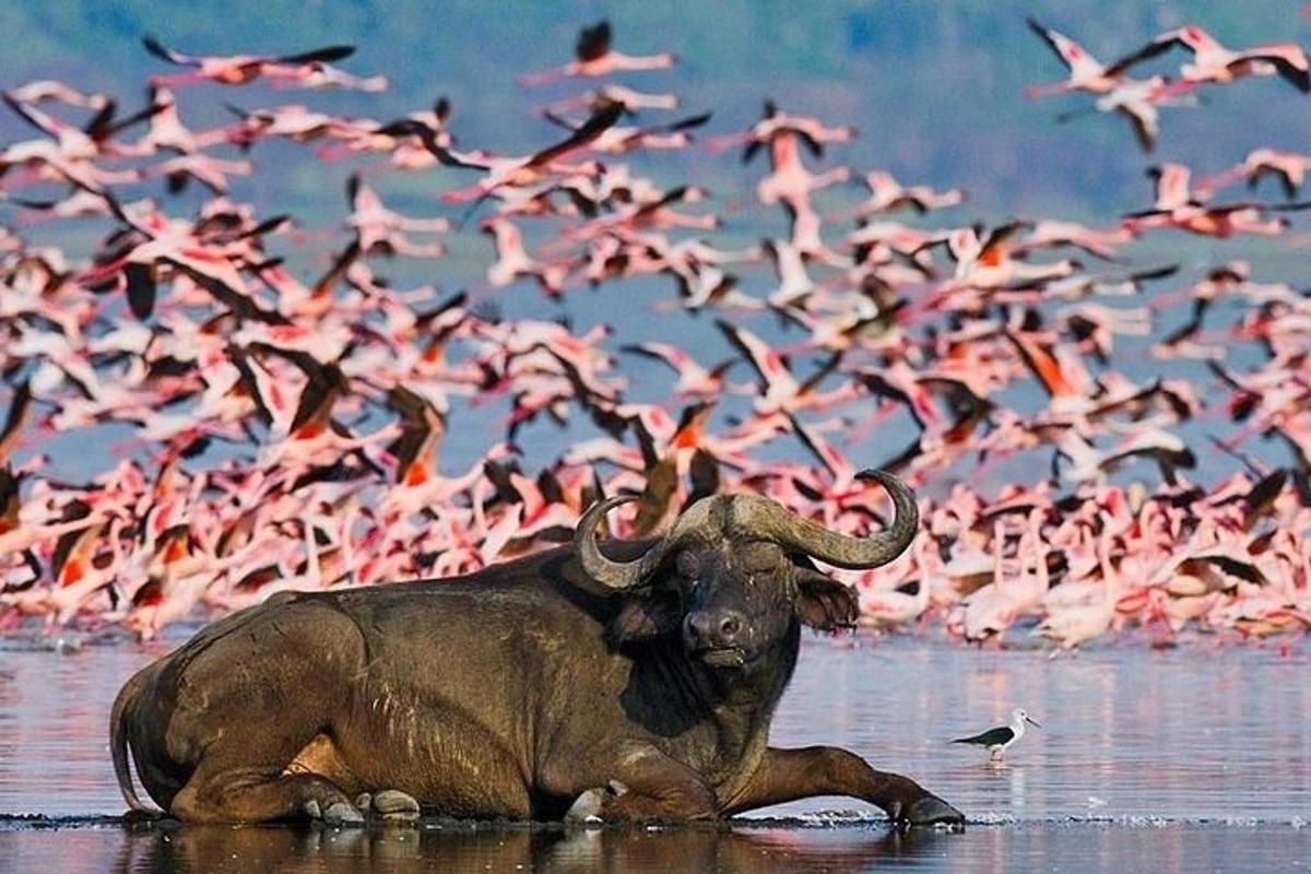 um elefante deitado na água com um bando de pássaros
