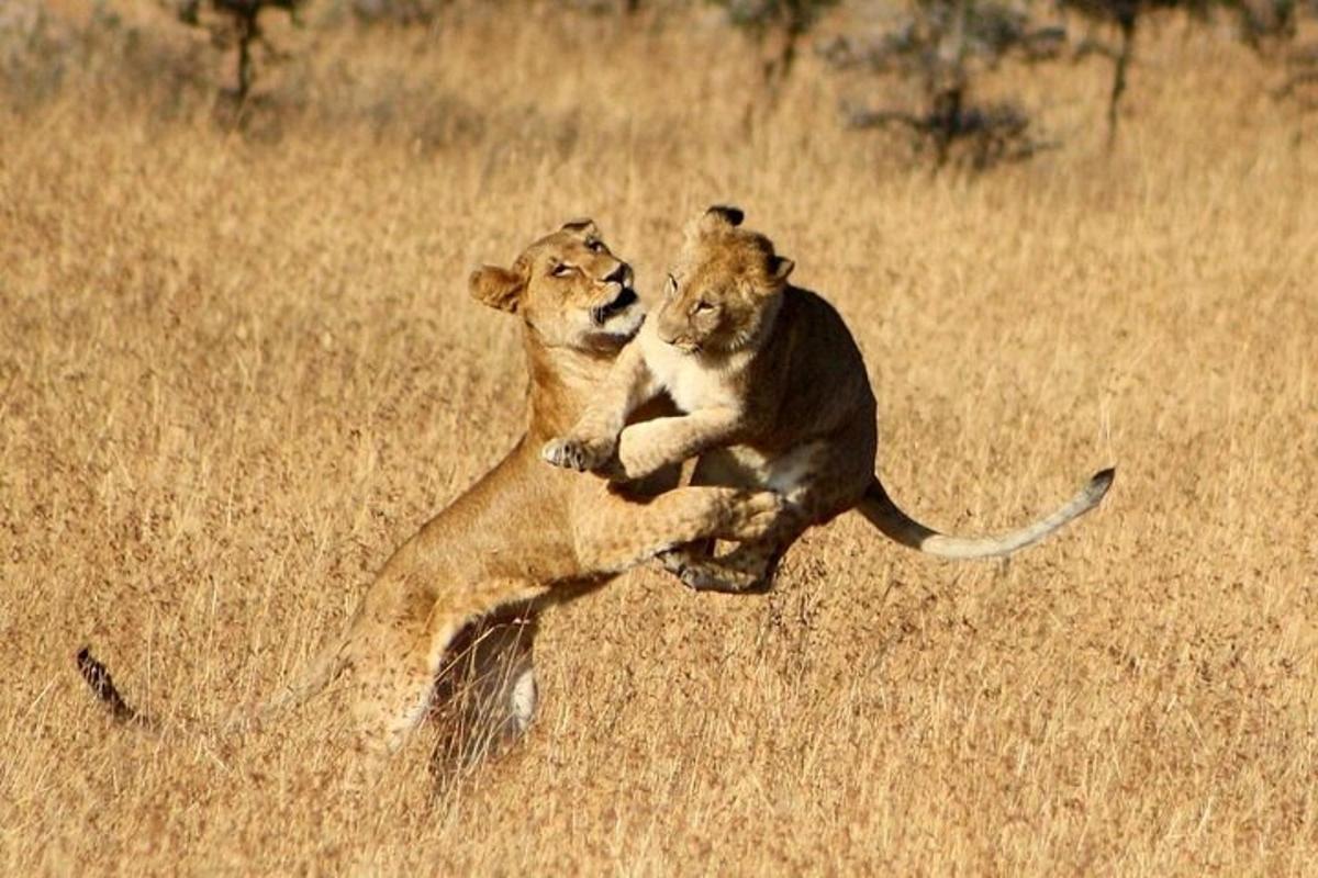 two lions playing in a field of dry grass