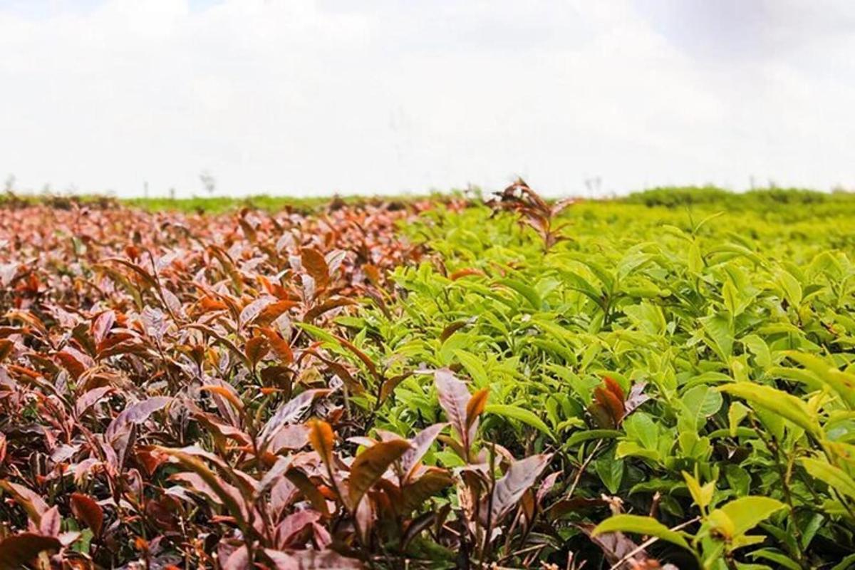 un campo pieno di tante piante verdi e rosse