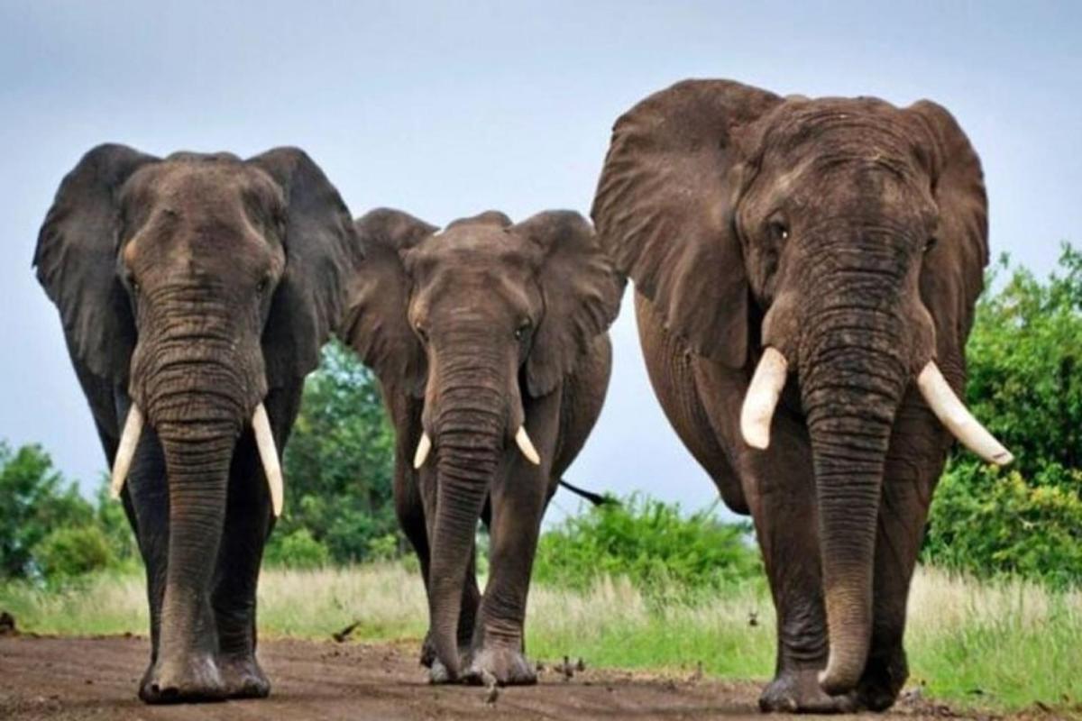 un gruppo di tre elefanti che camminano lungo una strada sterrata