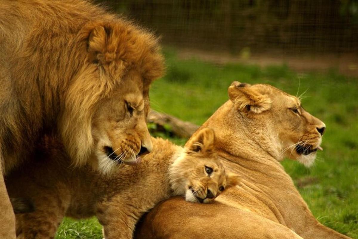 a couple of lions laying on the grass
