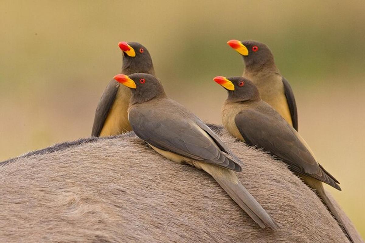 sekelompok burung duduk di atas batu