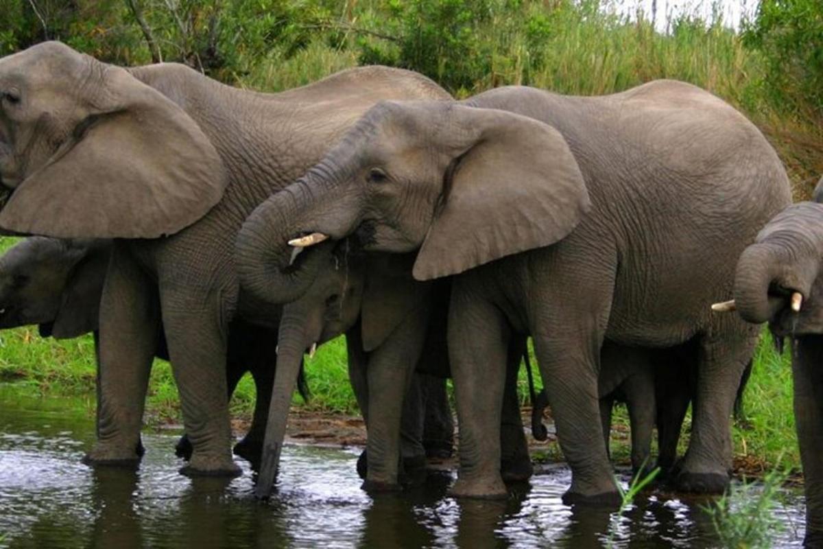 sekelompok gajah berdiri di air
