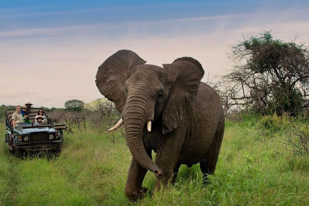 an elephant walking in a field with people on a vehicle