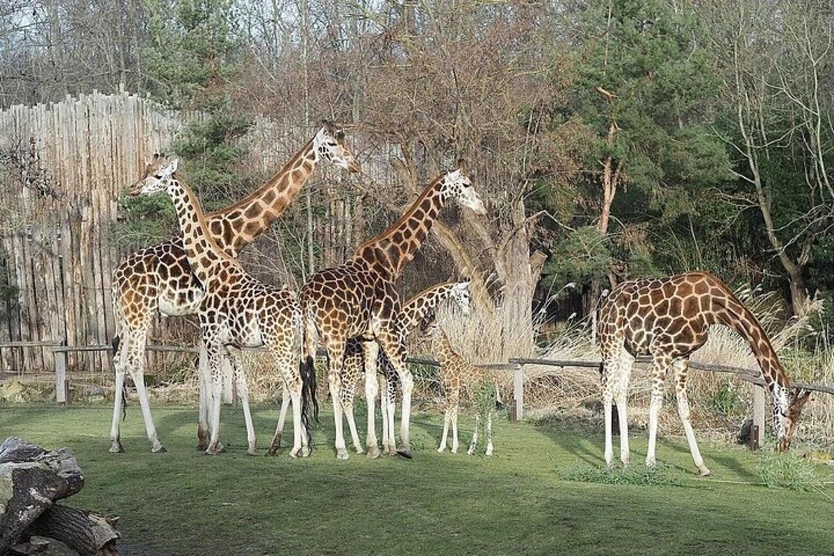 un gruppo di giraffe in piedi in un campo