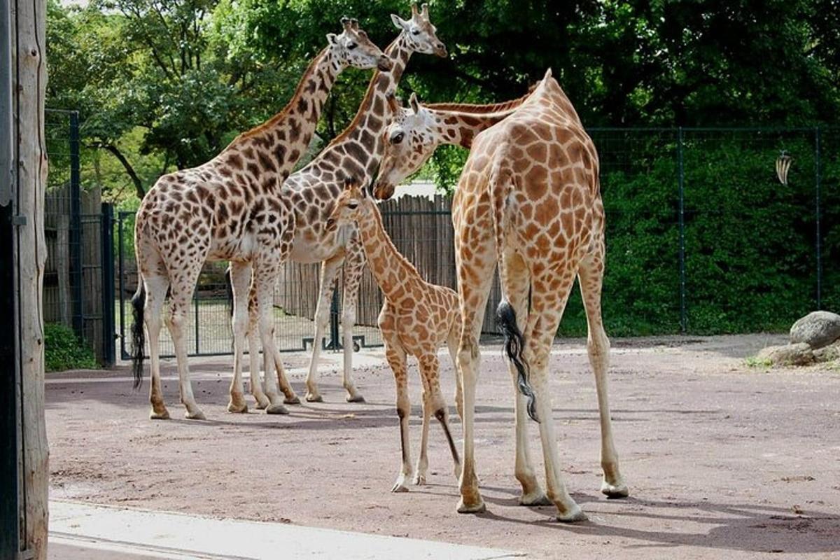 un gruppo di giraffe in piedi attorno a un cucciolo di giraffa