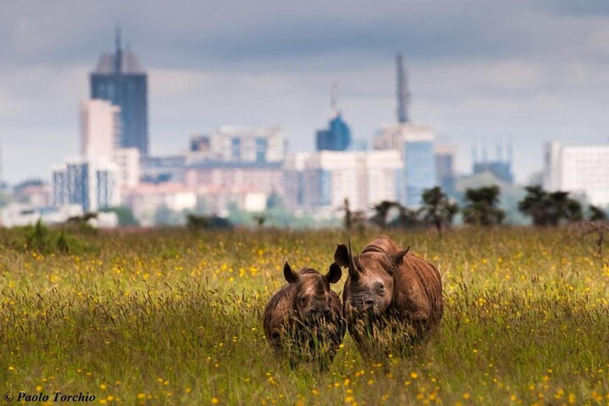 due animali in piedi in un campo d'erba con una città