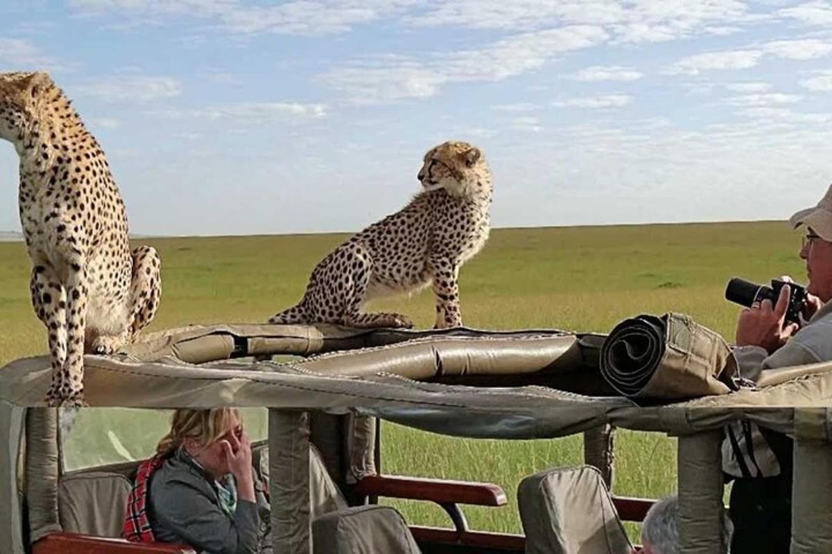 dua cheetah duduk di atas meja dengan orang-orang mengambil gambar