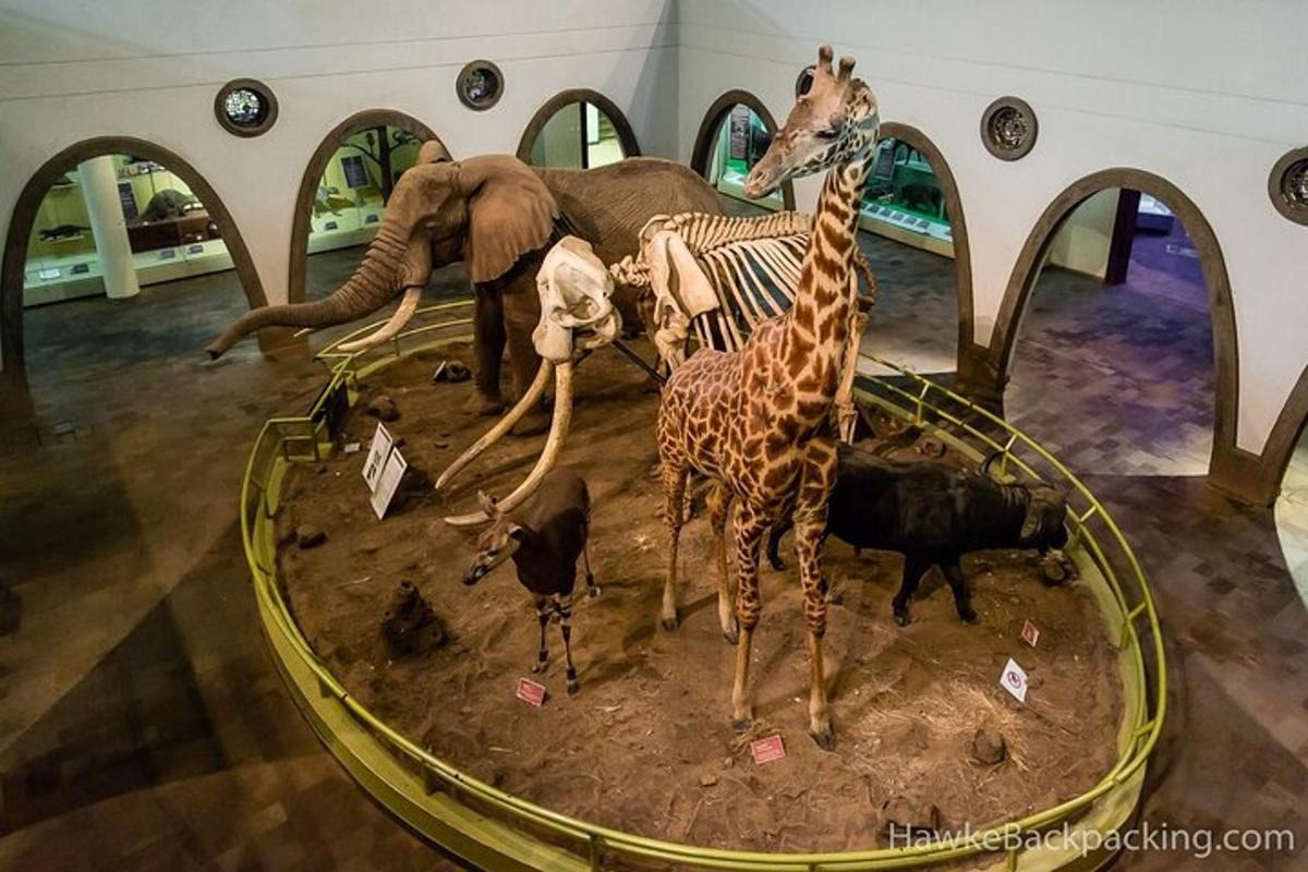 Una exhibición de jirafas y otros animales en un museo.