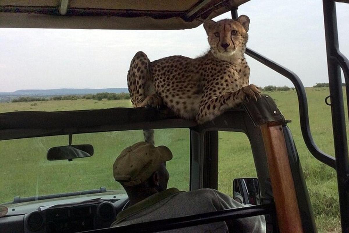 seekor cheetah duduk di tepian kendaraan