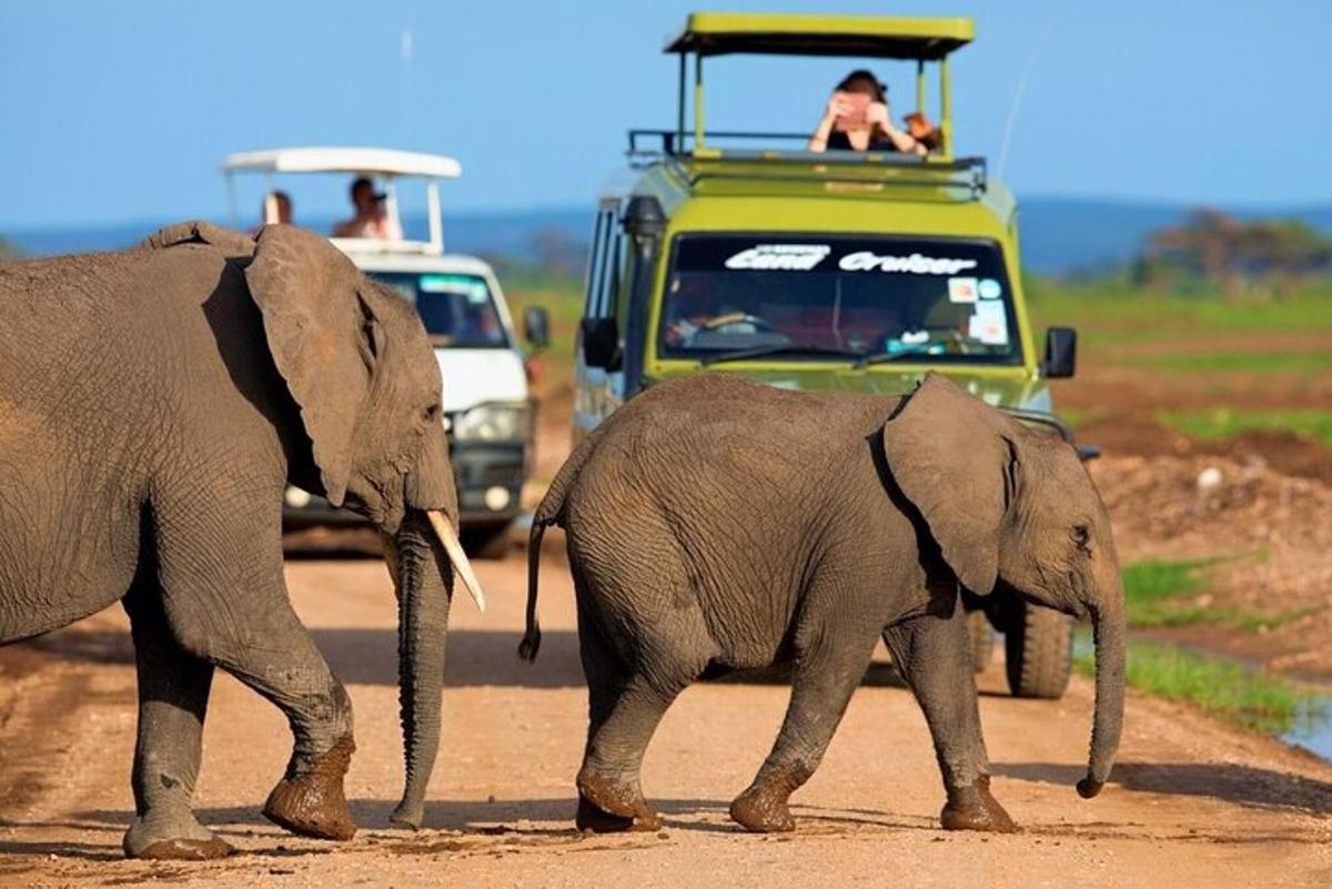 dua ekor gajah berjalan di atas jalan tanah dengan kenderaan