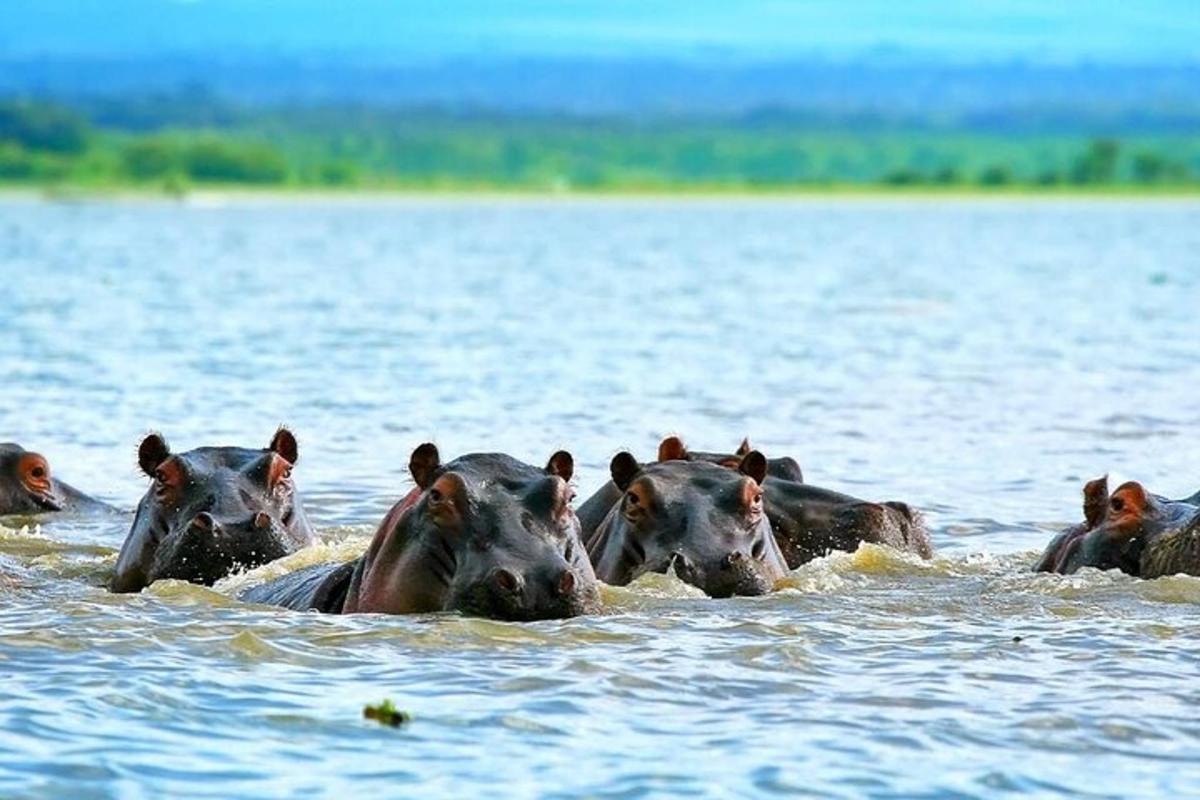 un gruppo di ippopotami che nuotano in uno specchio d'acqua