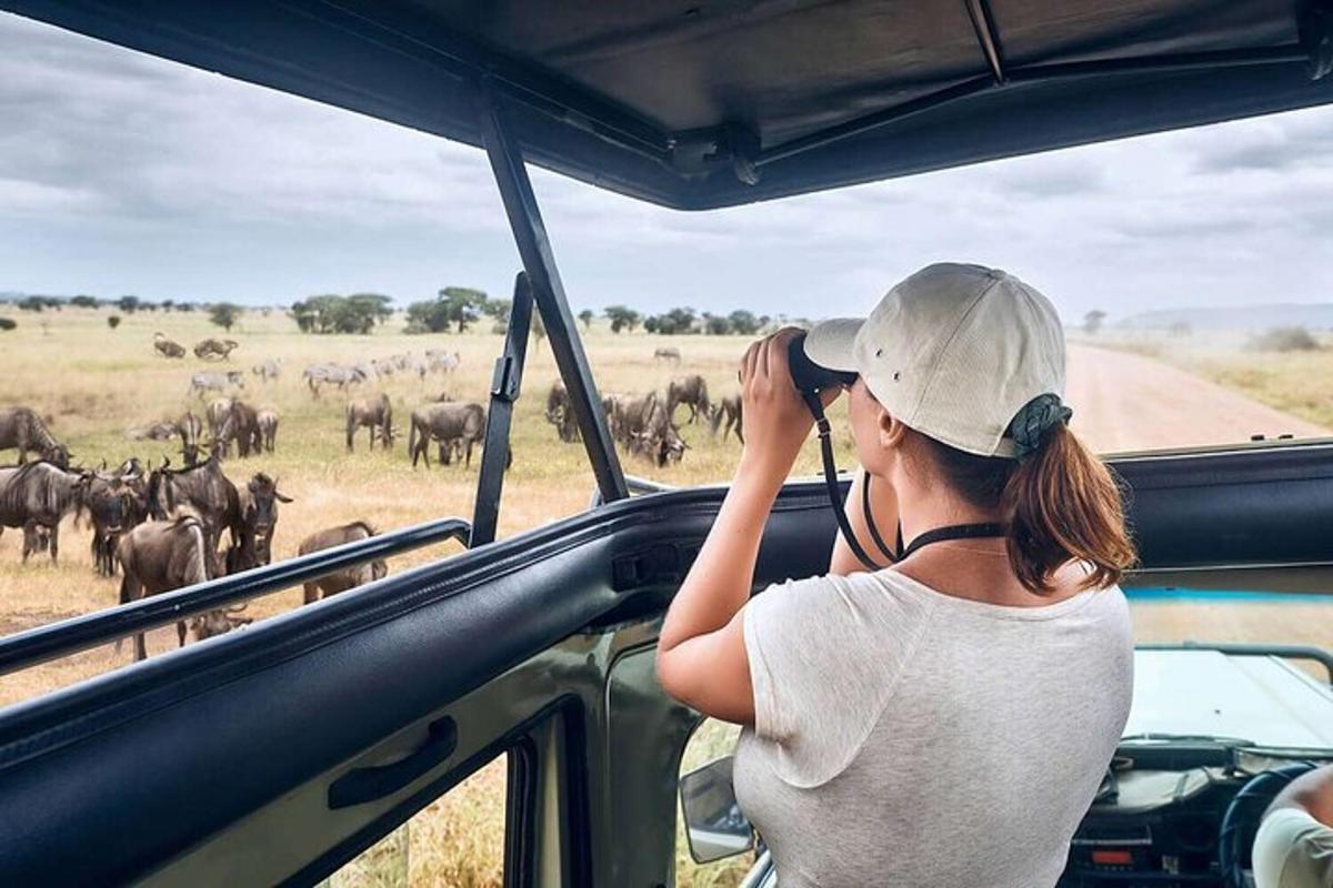 seorang wanita melihat kawanan gajah dari kenderaan
