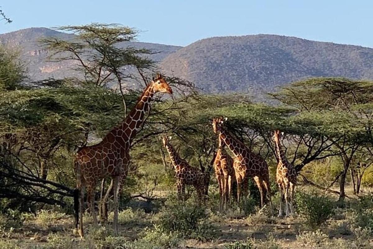 um grupo de girafas em pé em um campo