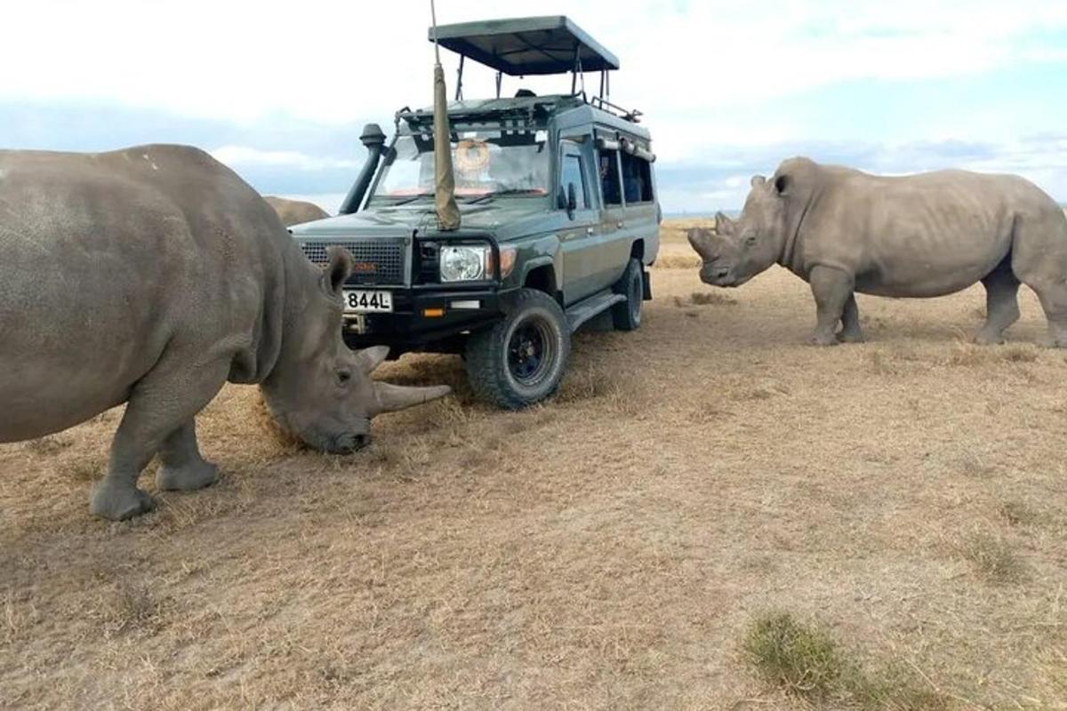 dois rinocerontes parados na frente de um caminhão