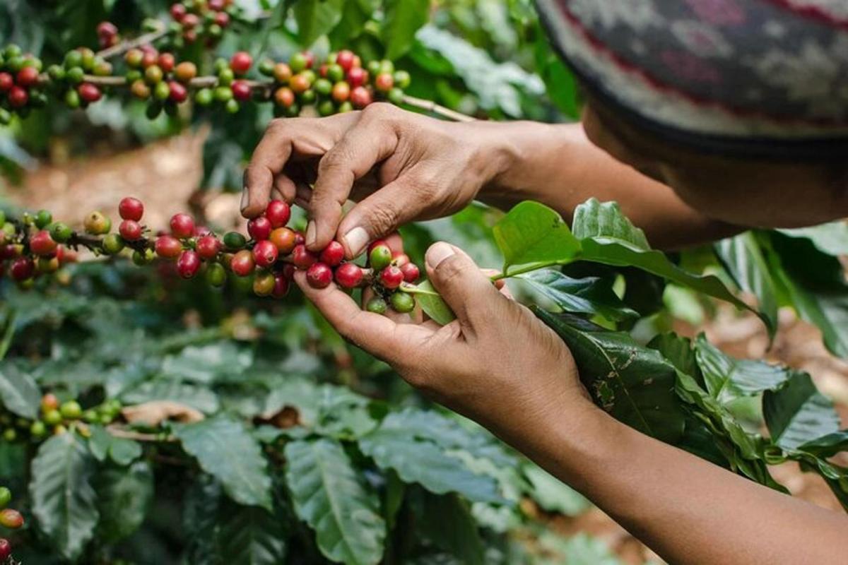 a person is picking berries from a plant