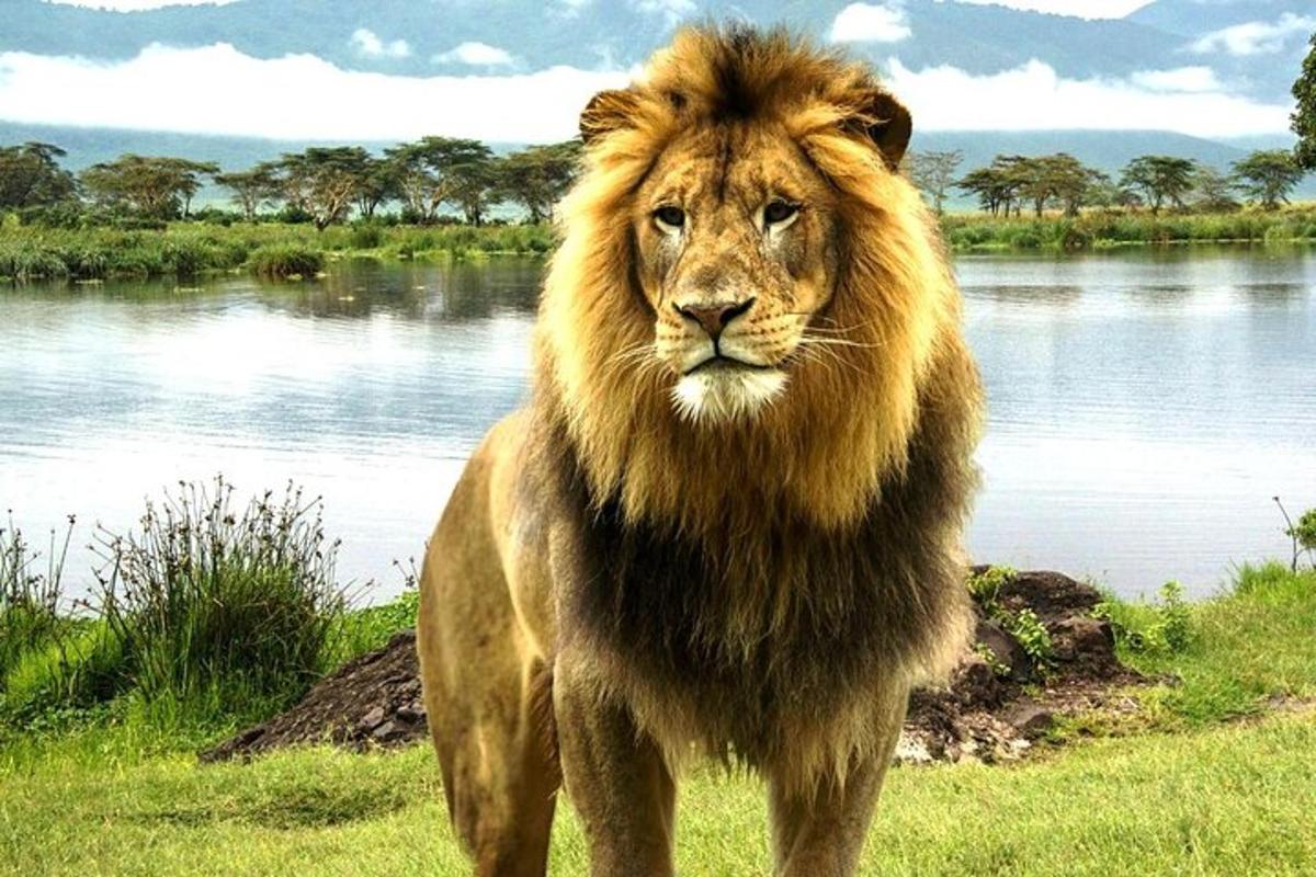 un leone in piedi nell'erba vicino a uno specchio d'acqua