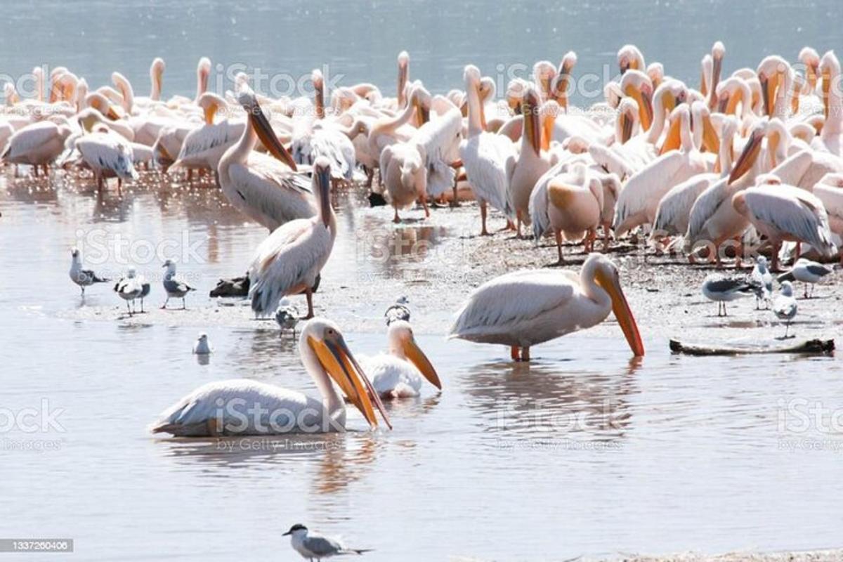 un grande stormo di pellicani in piedi nell'acqua