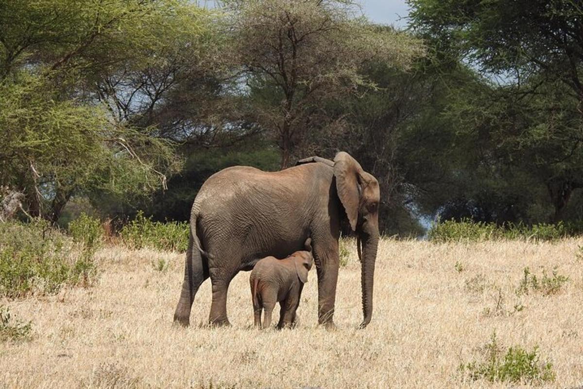 Un elefante bebé de pie junto a un elefante adulto