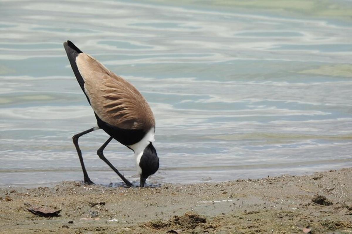 seekor burung berdiri di pantai dekat air