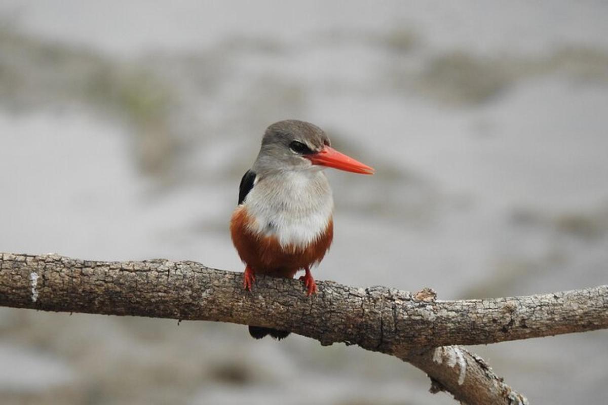 a bird with an orange beak sitting on a tree branch