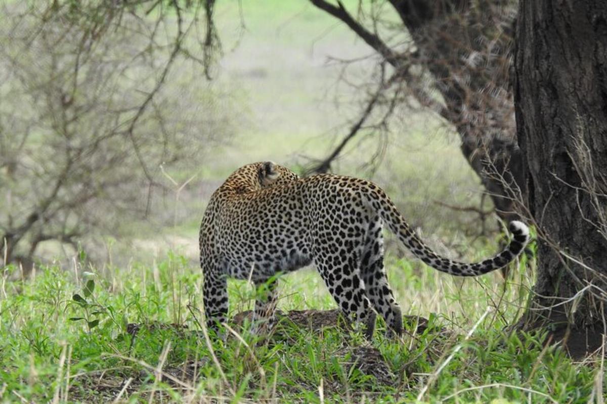 leopard hoda travom pored drveta