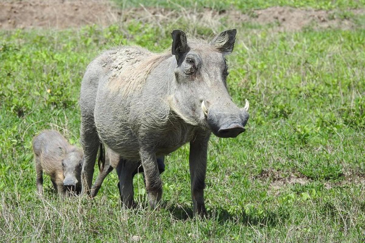 Una vaca y su cría de pie en un campo