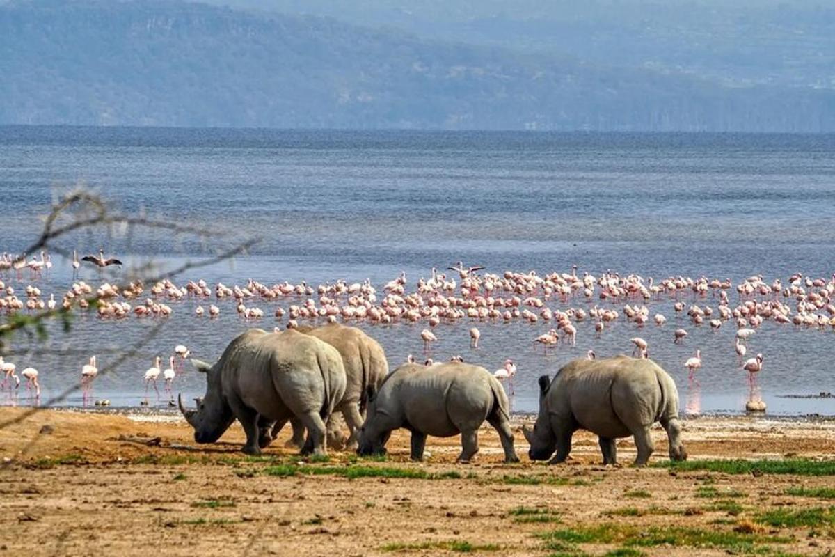skupina slonova i jato flamingosa na plaži