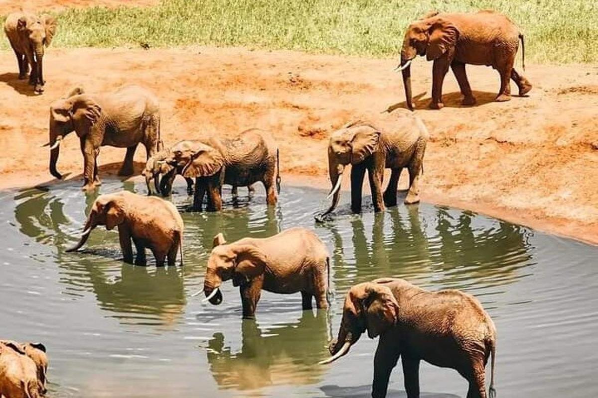 una mandria di elefanti in piedi nell'acqua