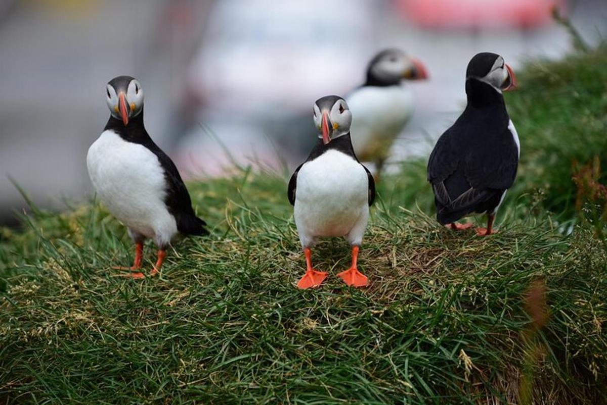 a group of birds standing on the grass