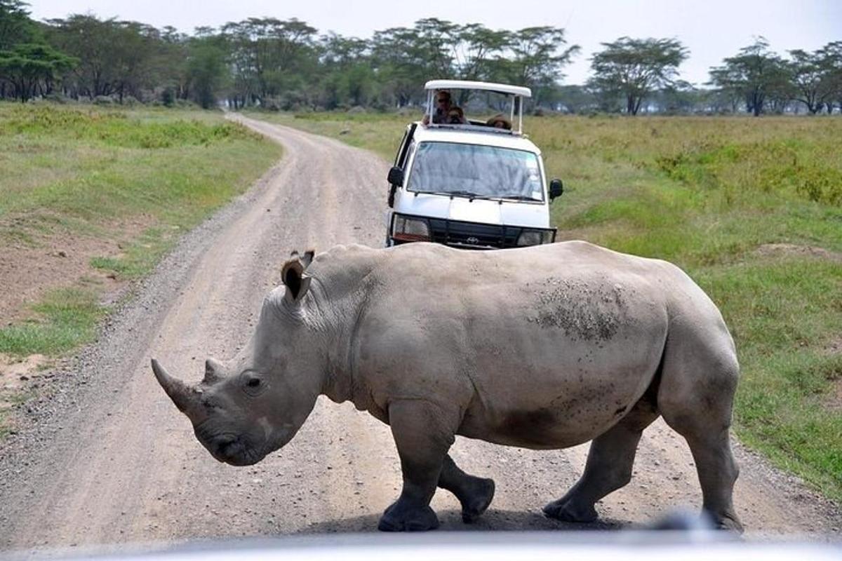 a rhino crossing a dirt road in front of a vehicle