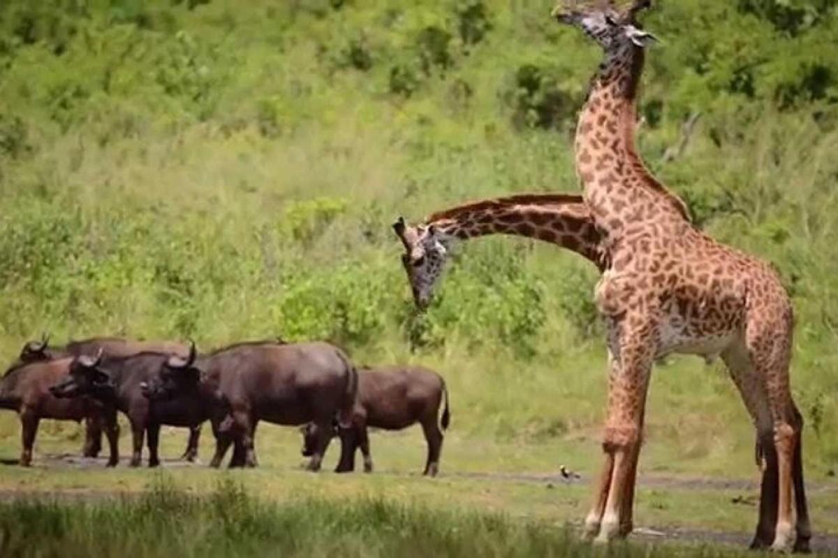 a giraffe standing next to a group of animals