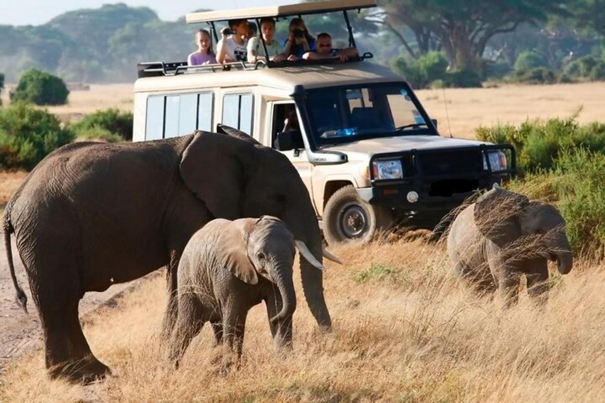 a group of people riding in a vehicle with two elephants