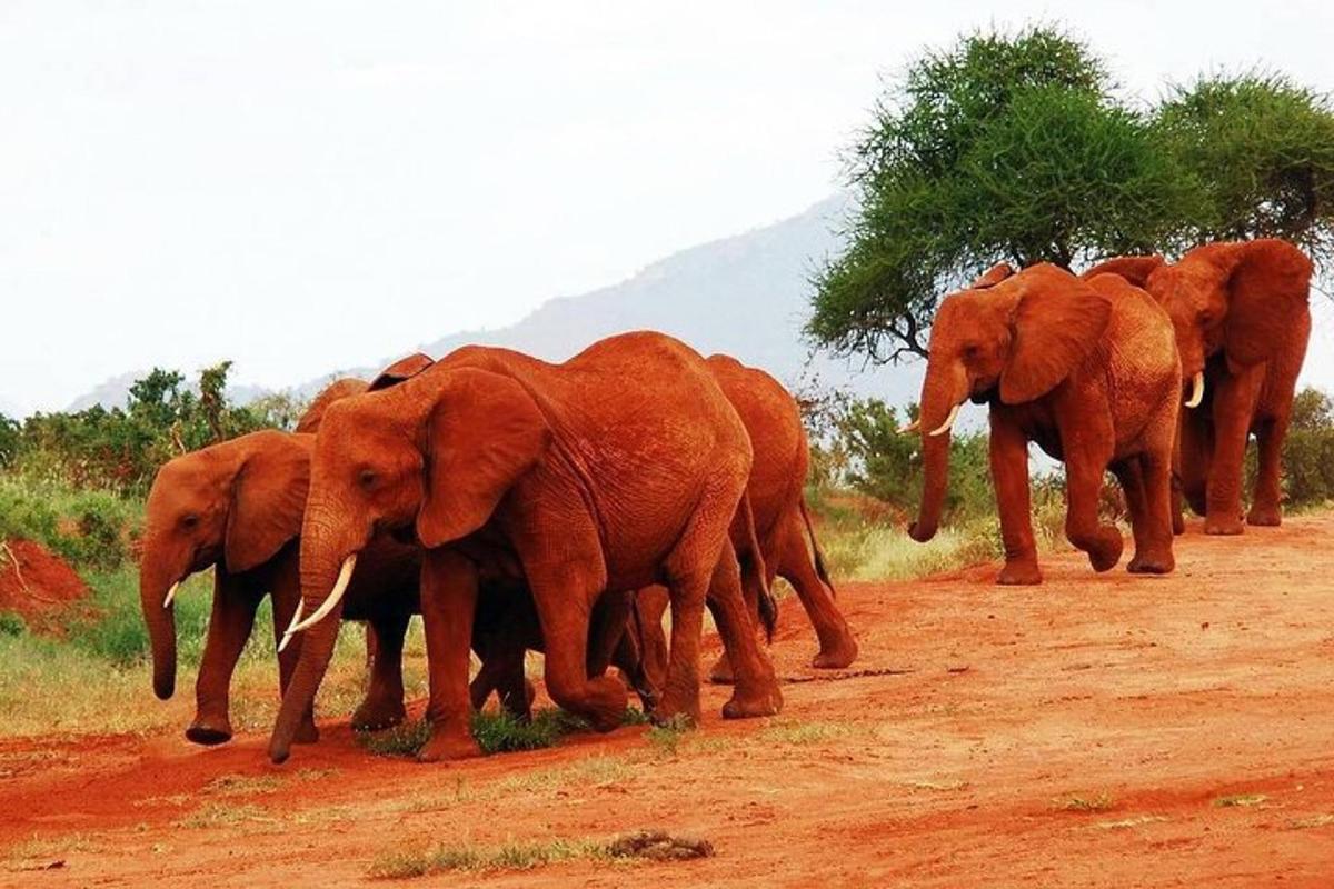 a herd of elephants crossing a dirt road