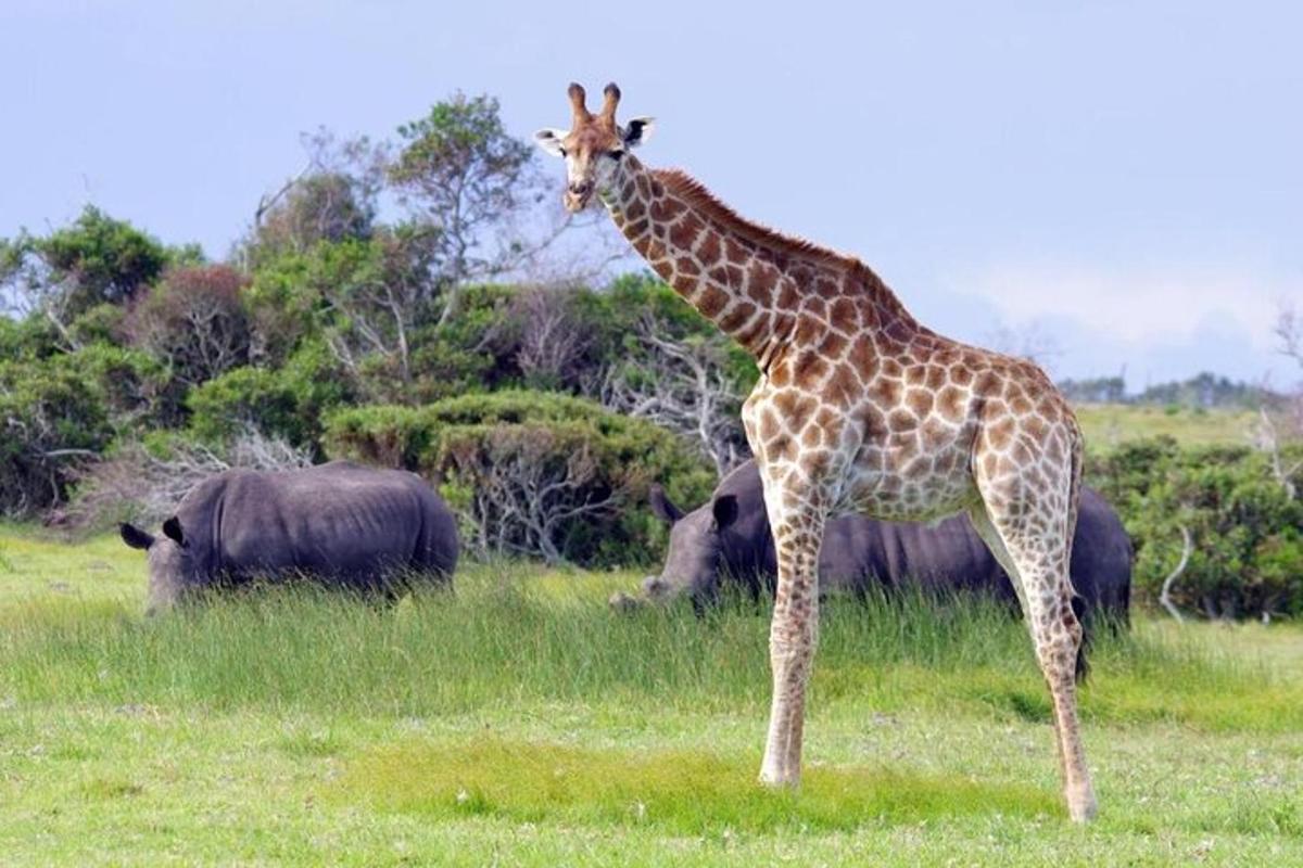 a giraffe standing in a field with other animals