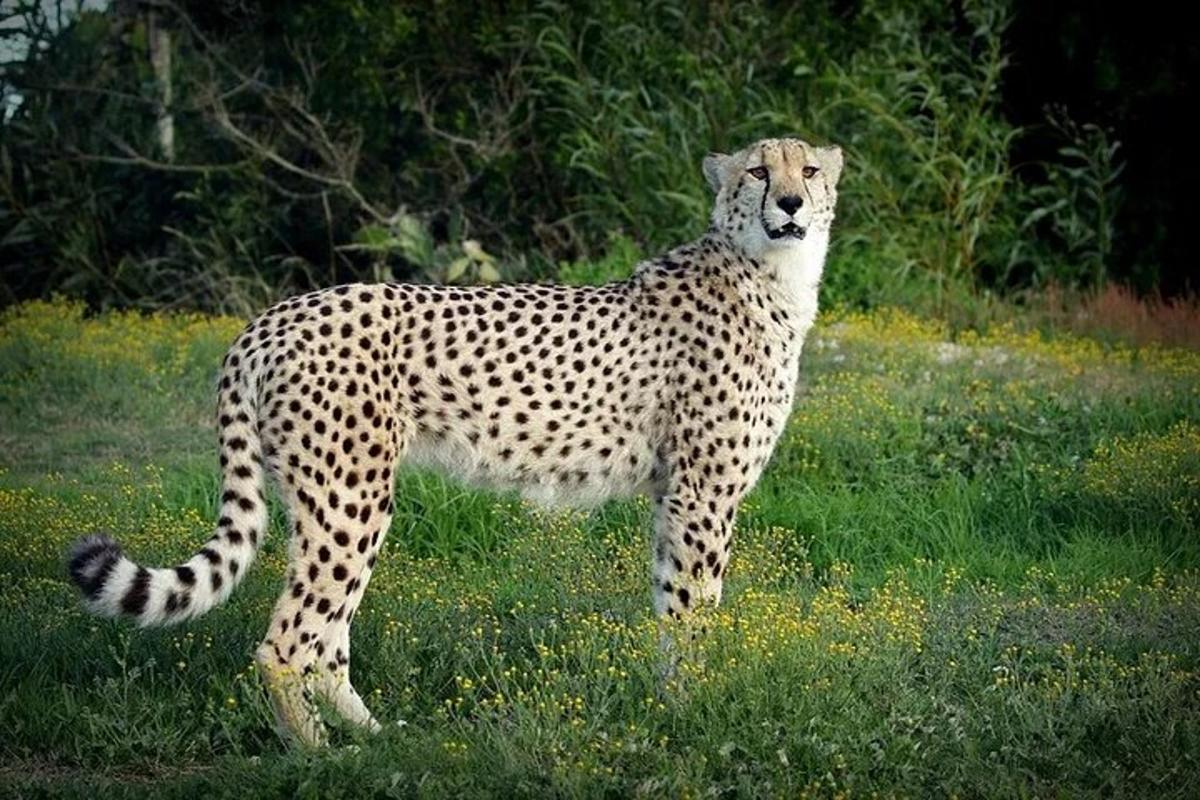 a cheetah standing in a field of grass