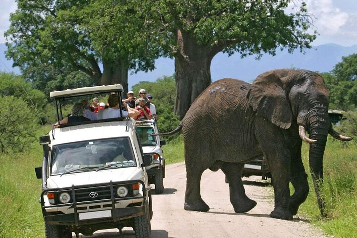 seekor gajah berjalan di jalan di samping truk