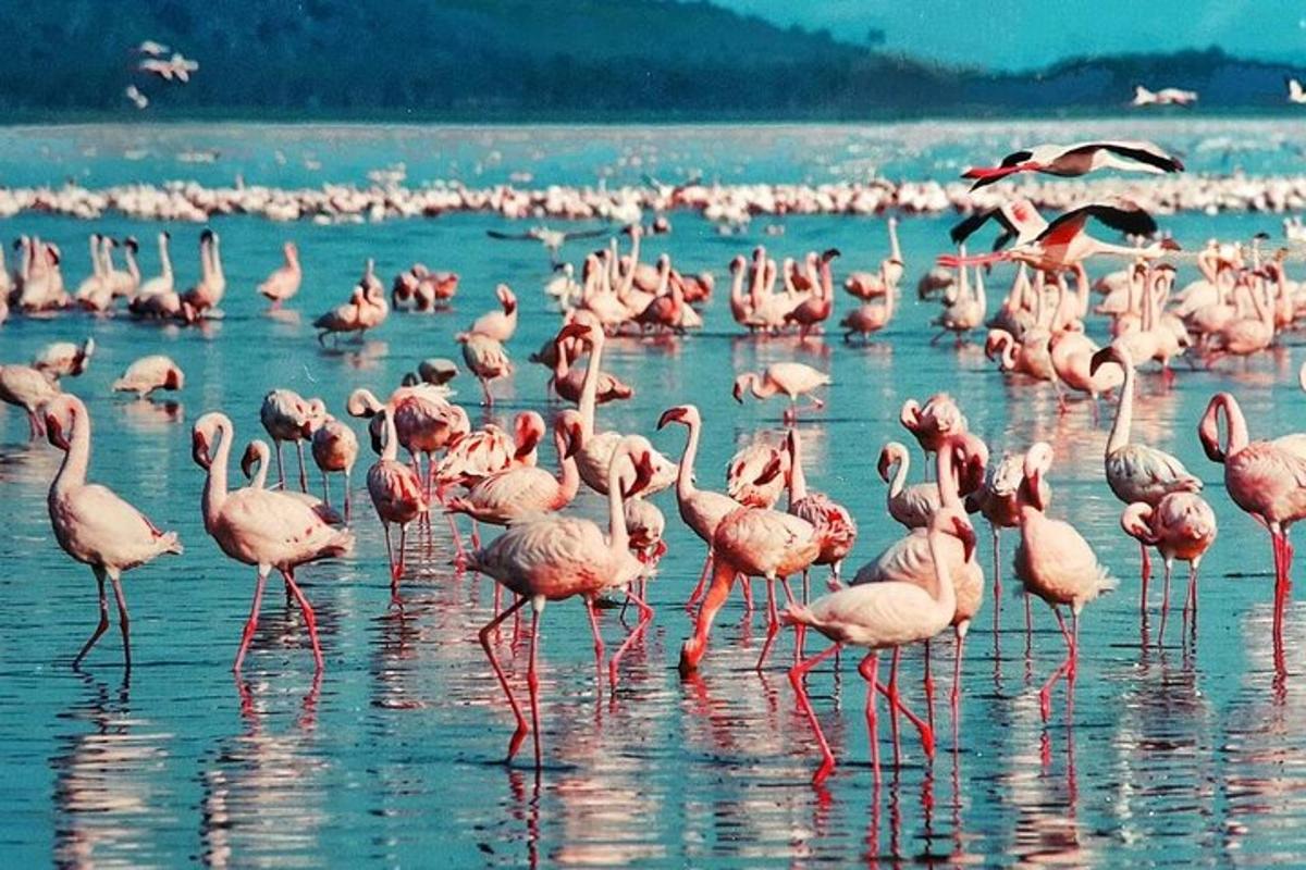 a flock of pink flamingos standing in the water