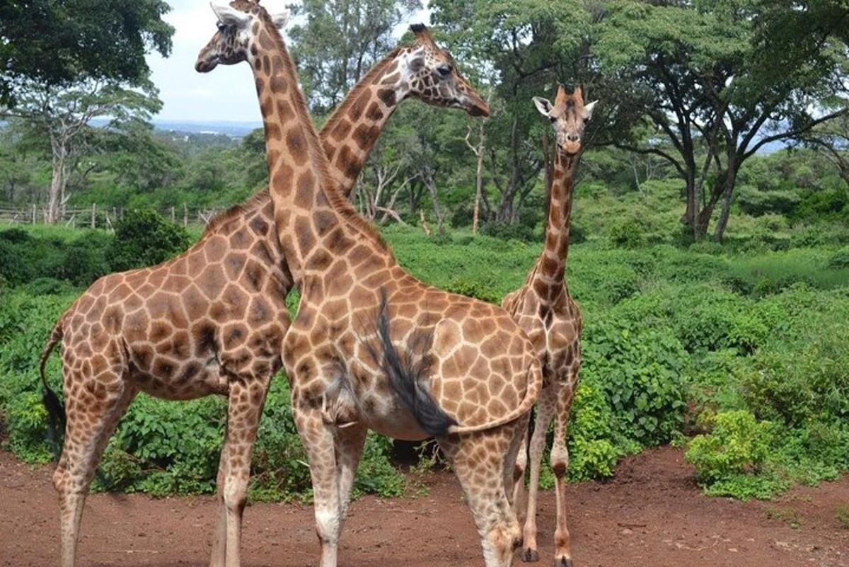 tre giraffe in piedi una accanto all'altra su una strada sterrata