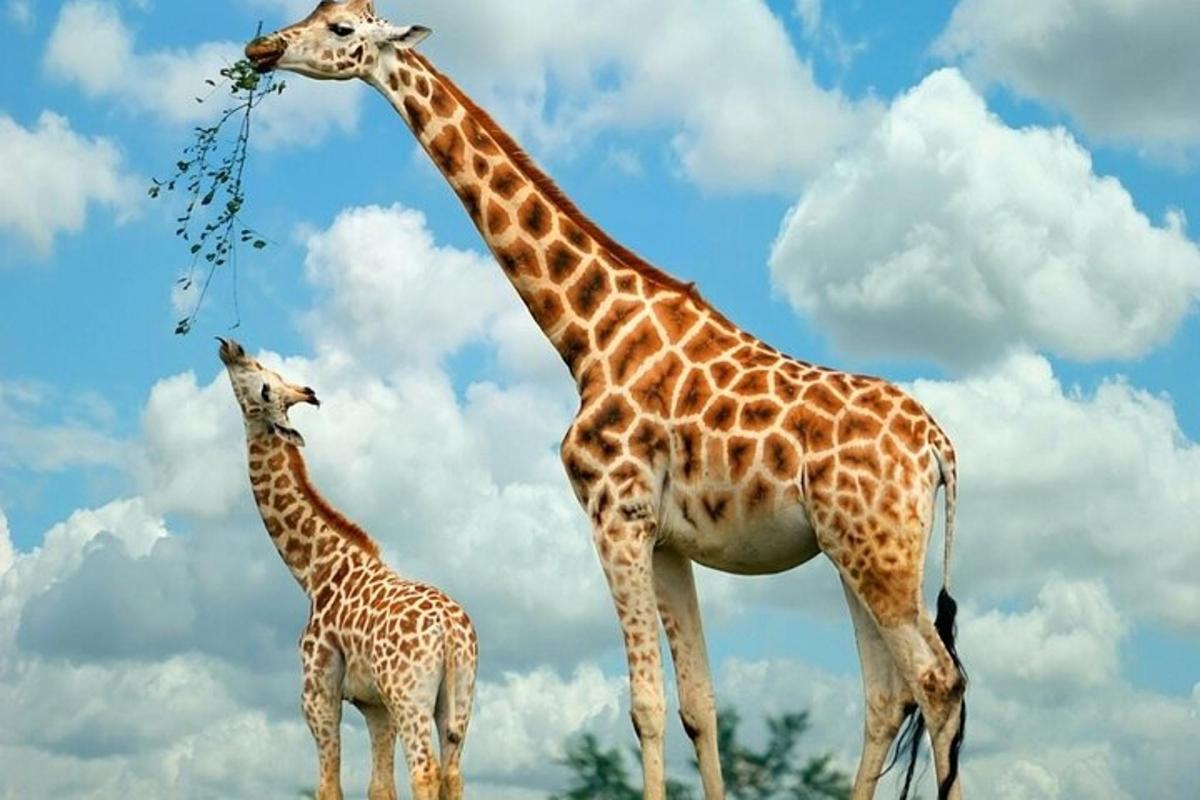 una giraffa in piedi accanto a un cucciolo di giraffa che mangia foglie