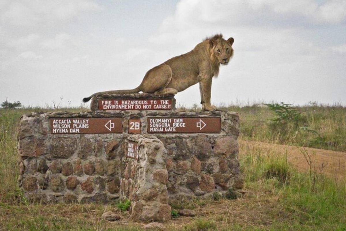un leone seduto in cima a un muro di pietra
